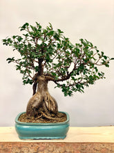 Načítať obrázok do zobrazovača galérie, Ficus Ginseng