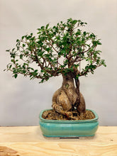 Načítať obrázok do zobrazovača galérie, Ficus Ginseng