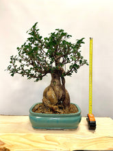 Načítať obrázok do zobrazovača galérie, Ficus Ginseng