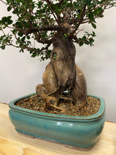 Načítať obrázok do zobrazovača galérie, Ficus Ginseng