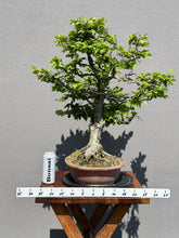 Load image into Gallery viewer, Carpinus betulus
