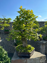 Načítať obrázok do zobrazovača galérie, Carpinus betulus
