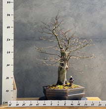 Načítať obrázok do zobrazovača galérie, Carpinus betulus
