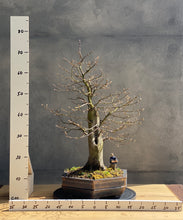 Načítať obrázok do zobrazovača galérie, Carpinus betulus
