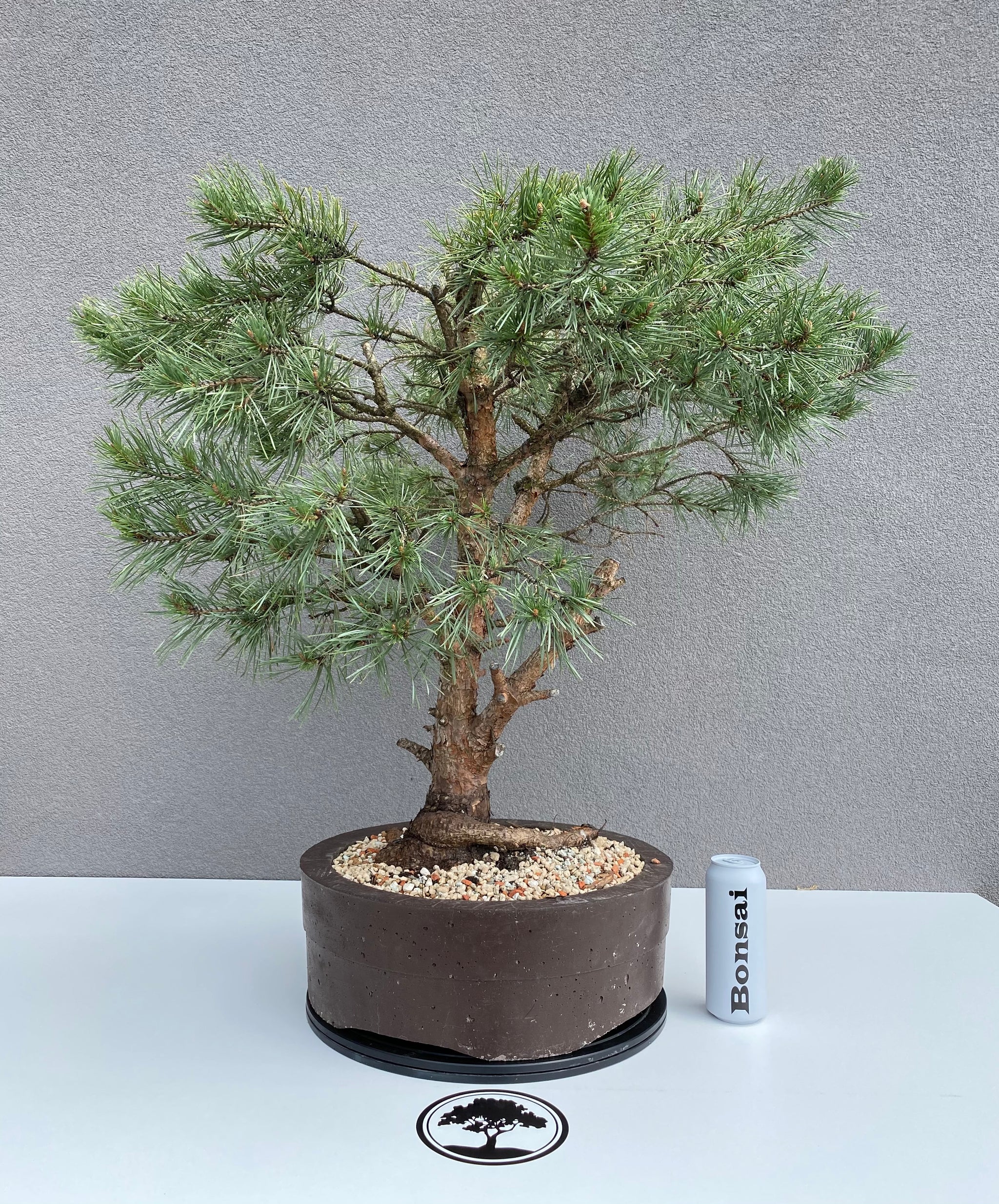 Pinus sylvestris watereri – Bonsai_sk