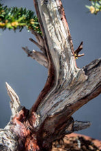 Načítať obrázok do zobrazovača galérie, Taxus cuspidata
