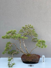 Načítať obrázok do zobrazovača galérie, Pinus sylvestris watereri
