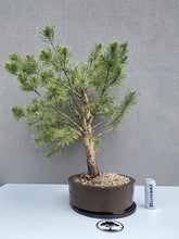 Načítať obrázok do zobrazovača galérie, Pinus sylvestris watereri

