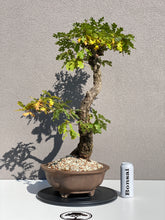 Load image into Gallery viewer, Quercus petraea
