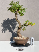 Load image into Gallery viewer, Quercus petraea
