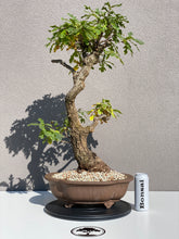 Load image into Gallery viewer, Quercus petraea
