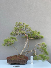 Load image into Gallery viewer, Pinus sylvestris watereri

