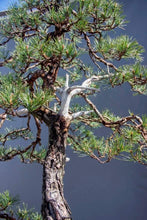 Načítať obrázok do zobrazovača galérie, Pinus sylvestris
