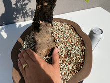 Load image into Gallery viewer, Quercus petraea
