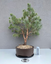 Load image into Gallery viewer, Pinus sylvestris watereri
