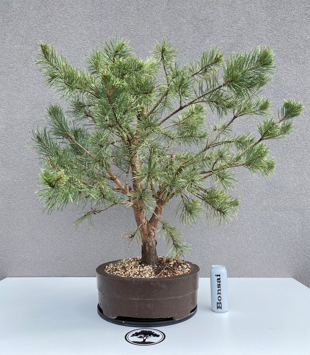 Pinus sylvestris watereri