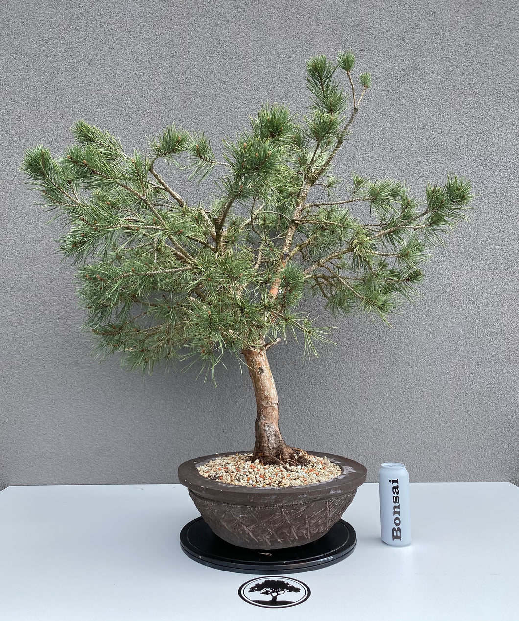 Pinus sylvestris watereri